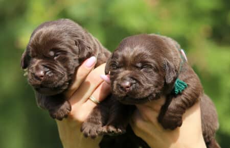 RUMBABA CUCCIOLI MASCHIO LABRADOR CHOCOLATE SAN NICOLO 2169