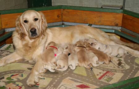 VANILLA CUCCIOLI DI GOLDEN RETRIEVER SAN NICOLO 1551