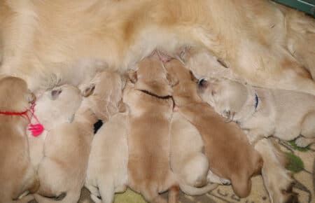 VANILLA CUCCIOLI DI GOLDEN RETRIEVER SAN NICOLO 1553