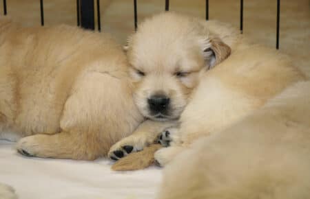 VANILLA CUCCIOLI DI GOLDEN RETRIEVER SAN NICOLO 1757