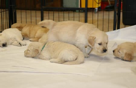 VANILLA CUCCIOLI DI GOLDEN RETRIEVER SAN NICOLO 1760