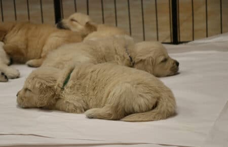 VANILLA CUCCIOLI DI GOLDEN RETRIEVER SAN NICOLO 1763