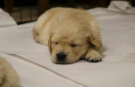 VANILLA CUCCIOLI DI GOLDEN RETRIEVER SAN NICOLO 1764