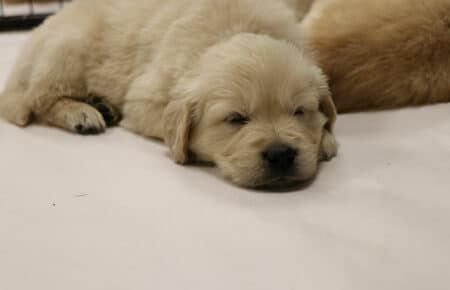 VANILLA CUCCIOLI DI GOLDEN RETRIEVER SAN NICOLO 1766