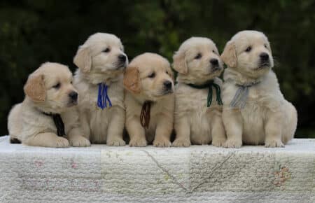 VANILLINA CUCCIOLI MASCHI DI GOLDEN RETRIEVER SAN NICOLO 2016