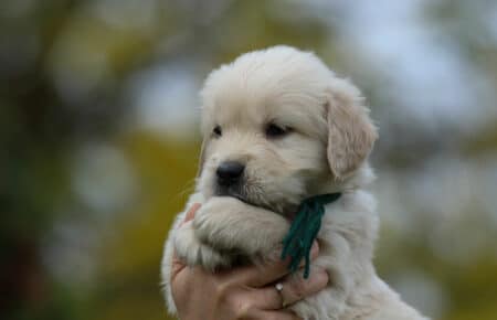 VANILLINA CUCCIOLI MASCHI DI GOLDEN RETRIEVER SAN NICOLO 2072