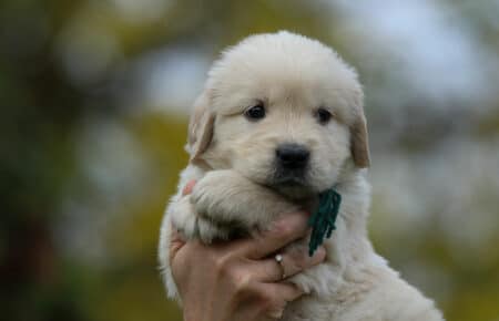 VANILLINA CUCCIOLI MASCHI DI GOLDEN RETRIEVER SAN NICOLO 2073