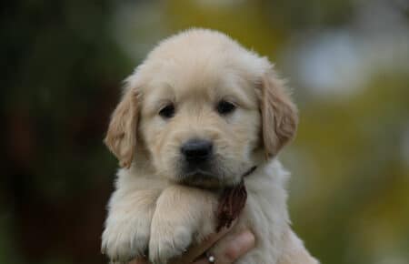 VANILLINA CUCCIOLI MASCHI DI GOLDEN RETRIEVER SAN NICOLO 2079