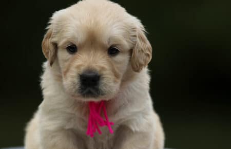 GYPSY CUCCIOLA GOLDEN RETRIEVER FEMMINA SAN NICOLO 2501