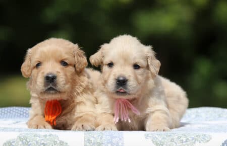 GYPSY CUCCIOLA GOLDEN RETRIEVER FEMMINA SAN NICOLO 2527