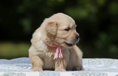 GYPSY CUCCIOLA GOLDEN RETRIEVER FEMMINA SAN NICOLO 2533
