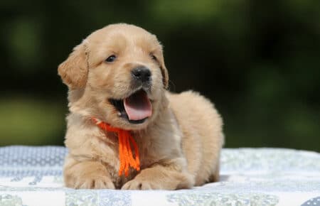 GYPSY CUCCIOLA GOLDEN RETRIEVER FEMMINA SAN NICOLO 2539