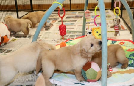 GYPSY CUCCIOLI DI GOLDEN RETRIEVER DI SAN NICOLO' 2585