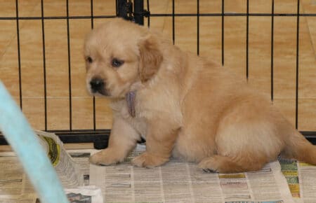 GYPSY CUCCIOLI DI GOLDEN RETRIEVER DI SAN NICOLO' 2587
