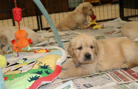 GYPSY CUCCIOLI DI GOLDEN RETRIEVER DI SAN NICOLO' 2593