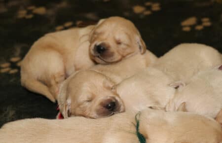CAROL CUCCIOLI DI GOLDEN RETRIEVER SAN NICOLO 2557