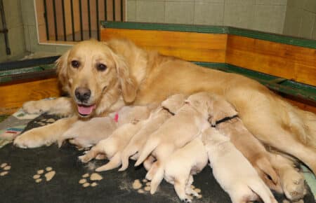 CAROL CUCCIOLI DI GOLDEN RETRIEVER SAN NICOLO 2620
