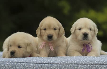 CAROL CUCCIOLI DI GOLDEN RETRIEVER SAN NICOLO 2933