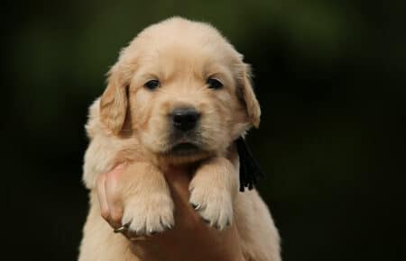 CAROL CUCCIOLI DI GOLDEN RETRIEVER SAN NICOLO 2953
