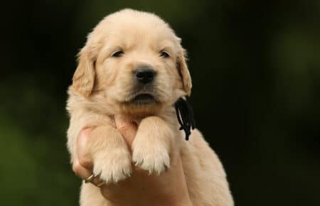 CAROL CUCCIOLI DI GOLDEN RETRIEVER SAN NICOLO 2961