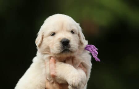 CAROL CUCCIOLI DI GOLDEN RETRIEVER SAN NICOLO 2964