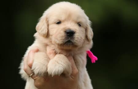 CAROL CUCCIOLI DI GOLDEN RETRIEVER SAN NICOLO 2971