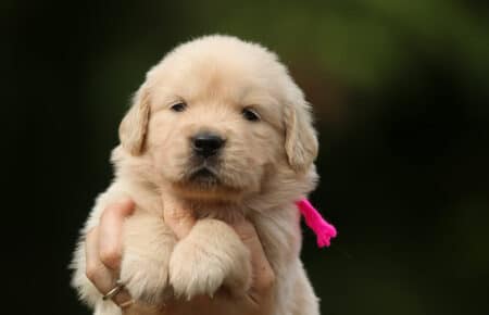 CAROL CUCCIOLI DI GOLDEN RETRIEVER SAN NICOLO 2973
