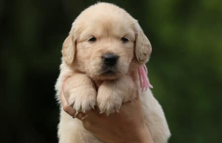 CAROL CUCCIOLI DI GOLDEN RETRIEVER SAN NICOLO 2977