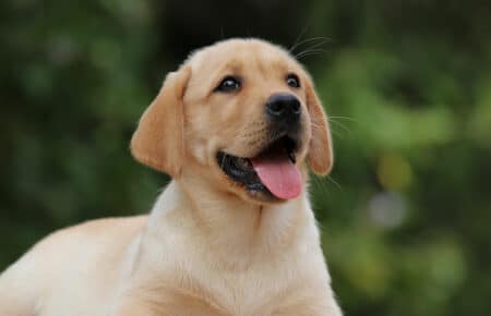AKIRA CUCCIOLA FEMMINA DI LABRADOR GIALLO SAN NICOLO 3903