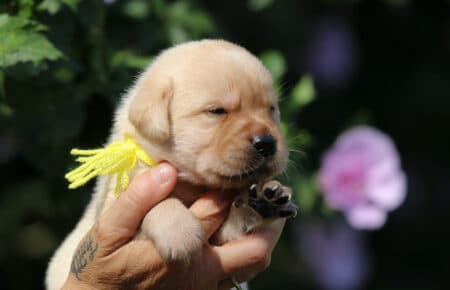 AKIRA CUCCIOLI DI LABRADOR RETRIEVER GIALLO SAN NICOLO 3405