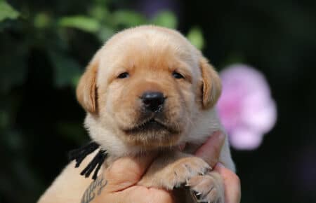 AKIRA CUCCIOLI DI LABRADOR RETRIEVER GIALLO SAN NICOLO 3418
