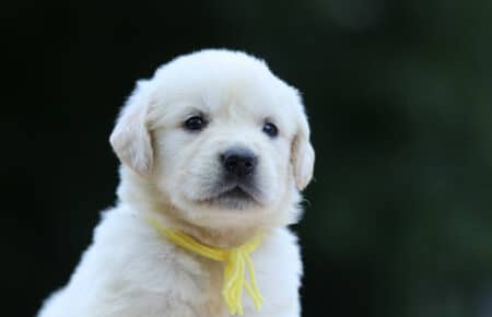 BRENDA CUCCIOLI DI GOLDEN RETRIEVER FEMMINA SAN NICOLO 3292