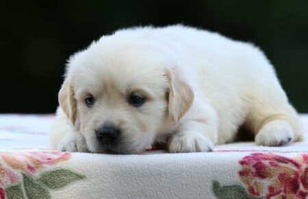 BRENDA CUCCIOLI DI GOLDEN RETRIEVER FEMMINA SAN NICOLO 3308