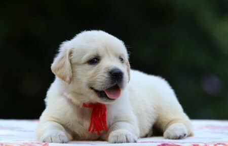 BRENDA CUCCIOLI DI GOLDEN RETRIEVER FEMMINA SAN NICOLO 3312