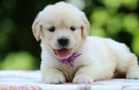 BRENDA CUCCIOLI DI GOLDEN RETRIEVER FEMMINA SAN NICOLO 3322