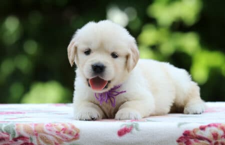 BRENDA CUCCIOLI DI GOLDEN RETRIEVER FEMMINA SAN NICOLO 3326