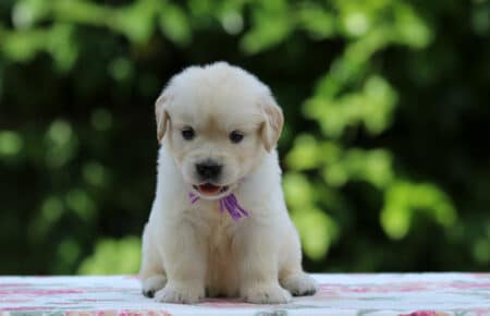 BRENDA CUCCIOLI DI GOLDEN RETRIEVER FEMMINA SAN NICOLO 3336