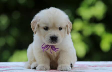 BRENDA CUCCIOLI DI GOLDEN RETRIEVER FEMMINA SAN NICOLO 3343