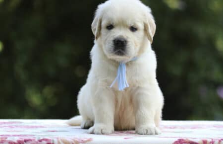 BRENDA CUCCIOLI DI GOLDEN RETRIEVER MASCHIO SAN NICOLO 3170