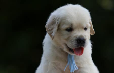 BRENDA CUCCIOLI DI GOLDEN RETRIEVER MASCHIO SAN NICOLO 3173