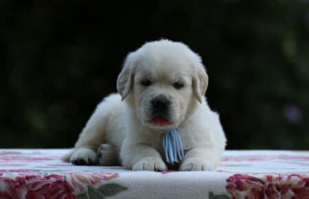 BRENDA CUCCIOLI DI GOLDEN RETRIEVER MASCHIO SAN NICOLO 3177