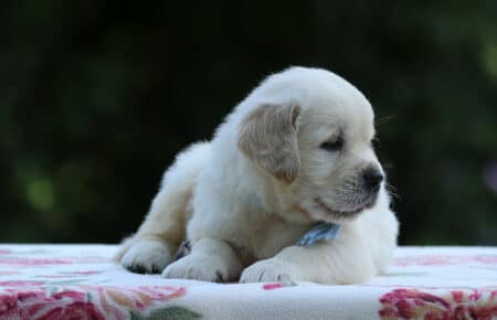 BRENDA CUCCIOLI DI GOLDEN RETRIEVER MASCHIO SAN NICOLO 3184
