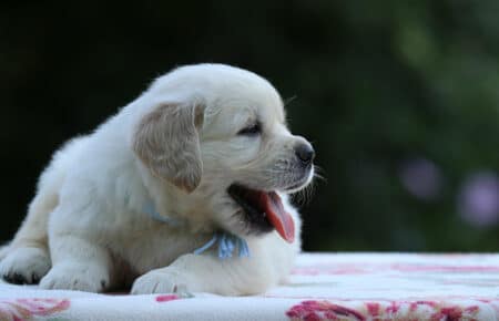BRENDA CUCCIOLI DI GOLDEN RETRIEVER MASCHIO SAN NICOLO 3185