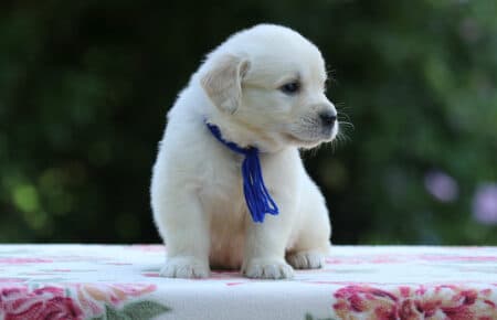 BRENDA CUCCIOLI DI GOLDEN RETRIEVER MASCHIO SAN NICOLO 3188