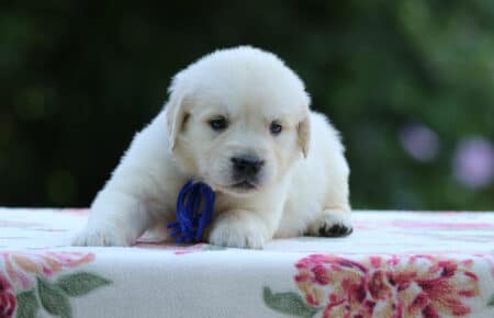 BRENDA CUCCIOLI DI GOLDEN RETRIEVER MASCHIO SAN NICOLO 3191