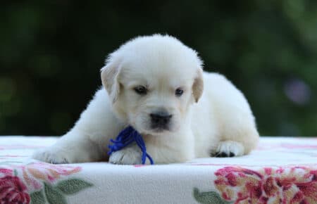 BRENDA CUCCIOLI DI GOLDEN RETRIEVER MASCHIO SAN NICOLO 3194