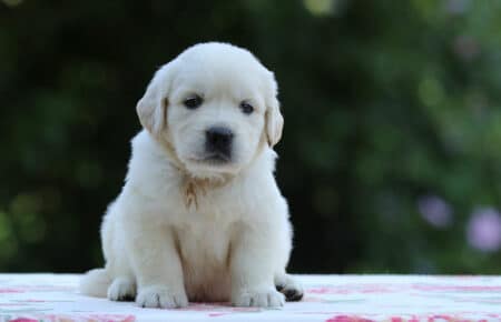BRENDA CUCCIOLI DI GOLDEN RETRIEVER MASCHIO SAN NICOLO 3198