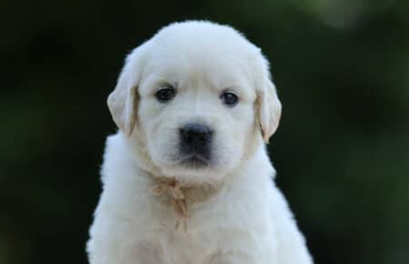 BRENDA CUCCIOLI DI GOLDEN RETRIEVER MASCHIO SAN NICOLO 3203