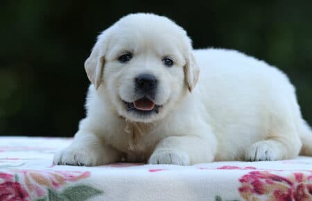 BRENDA CUCCIOLI DI GOLDEN RETRIEVER MASCHIO SAN NICOLO 3209