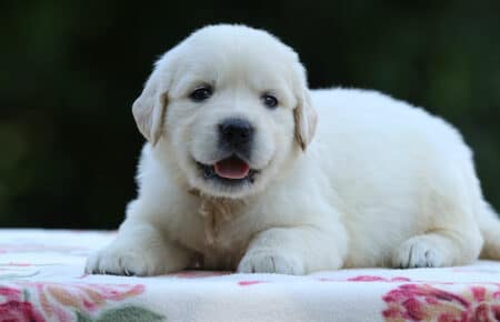 BRENDA CUCCIOLI DI GOLDEN RETRIEVER MASCHIO SAN NICOLO 3210